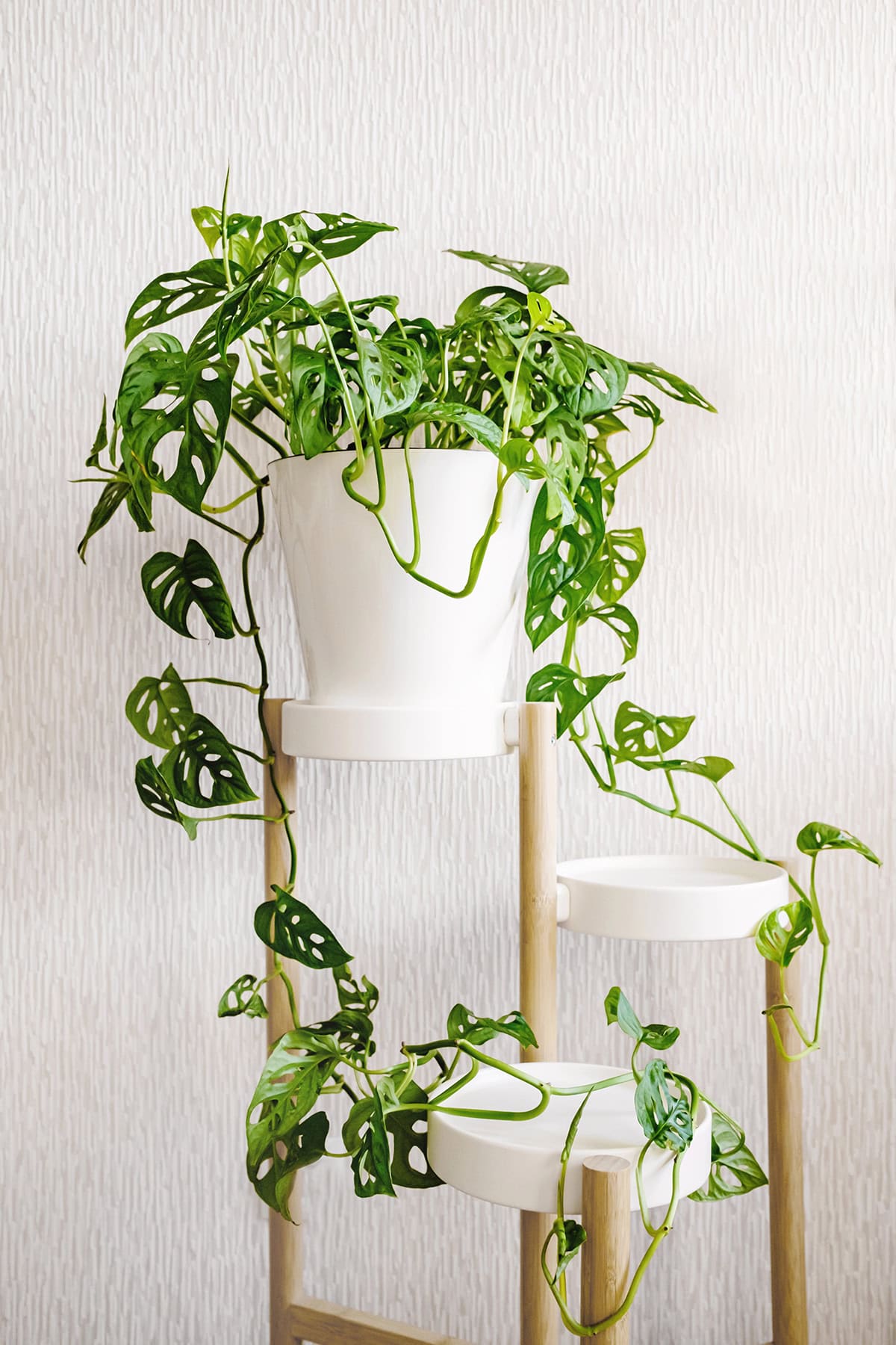 Monstera Adansonii Plant Overview