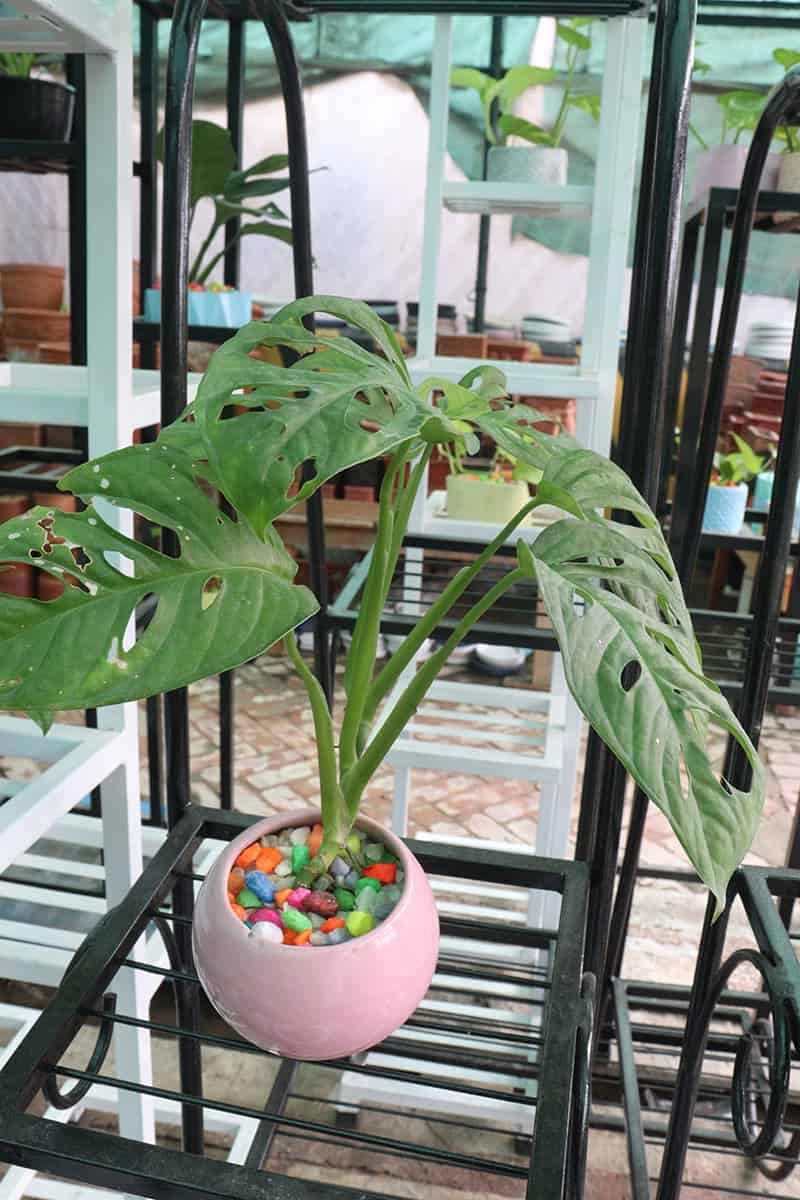 Monstera Adansonii Quick Care Summary