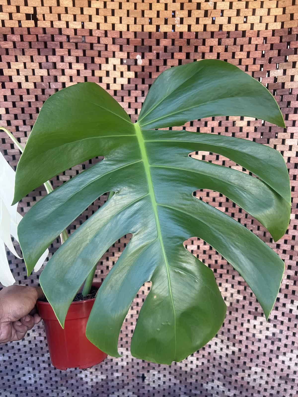 Monstera deliciosa