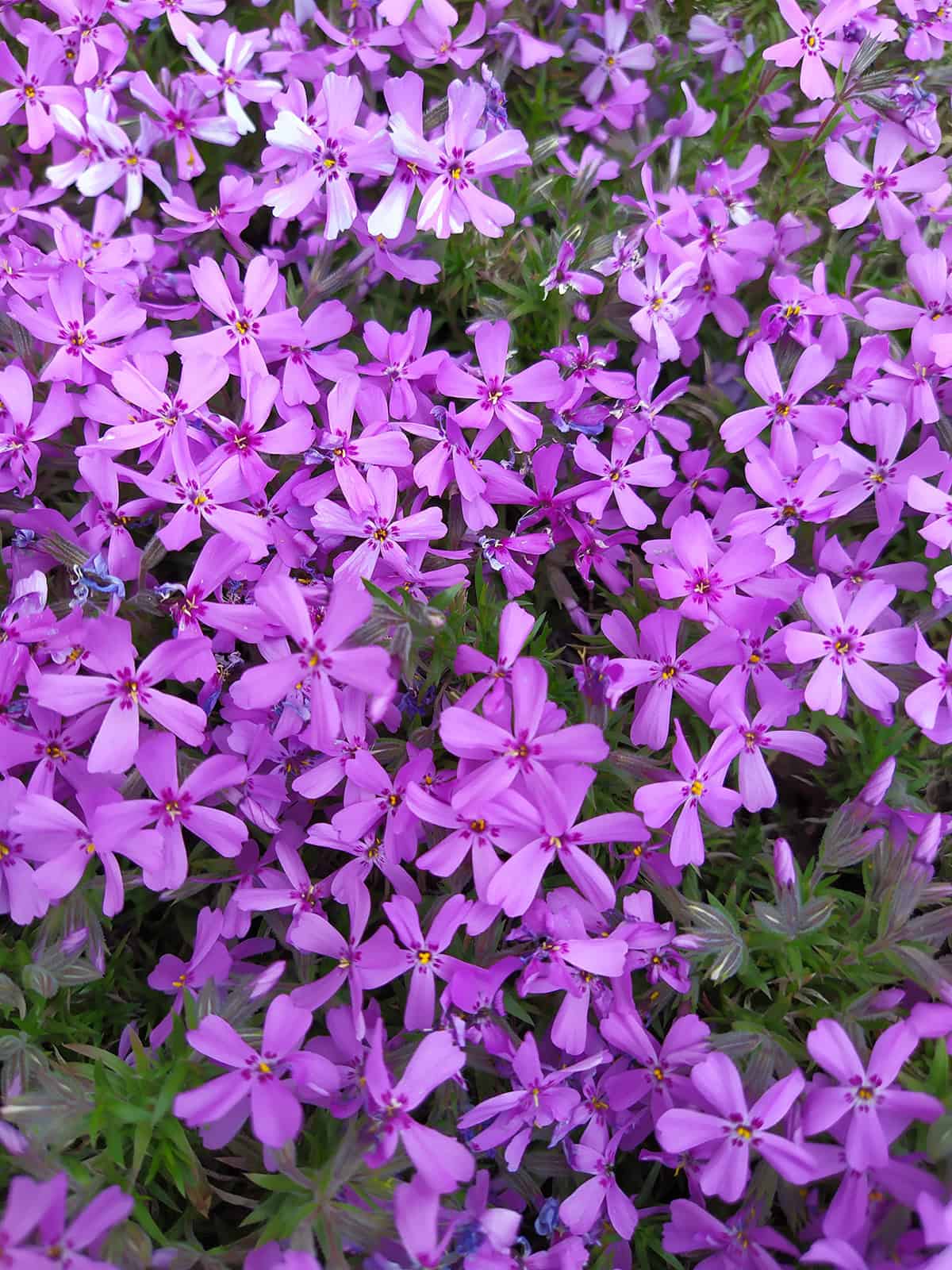Moss Phlox (Phlox subulata)