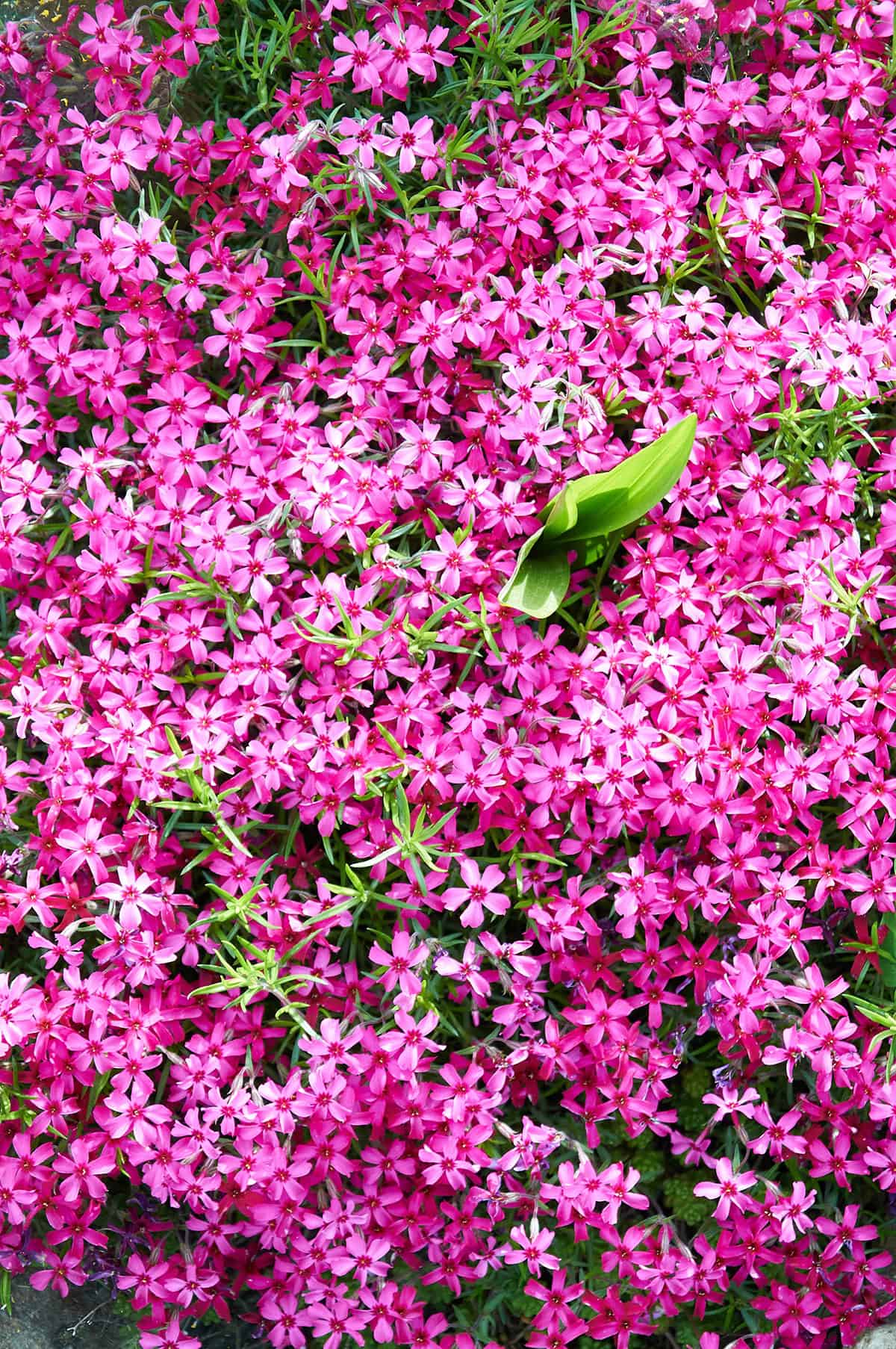 Moss Phlox (Phlox subulata)
