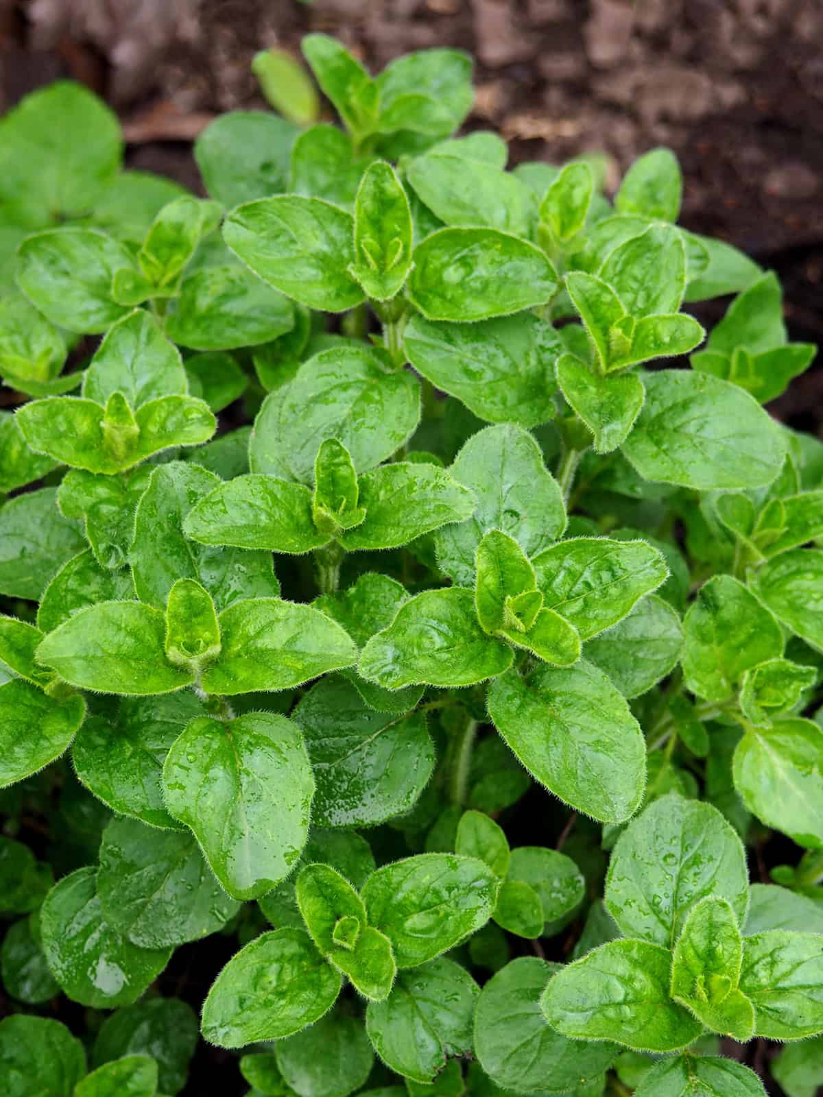 Oregano