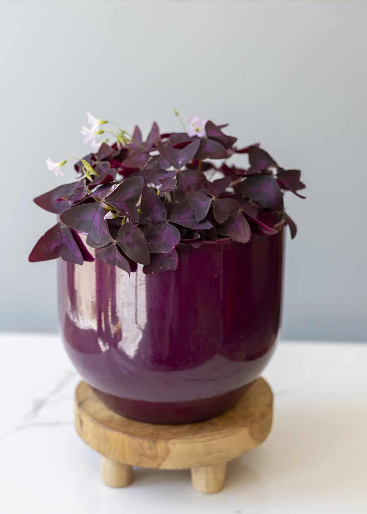 Oxalis (Purple Shamrock)