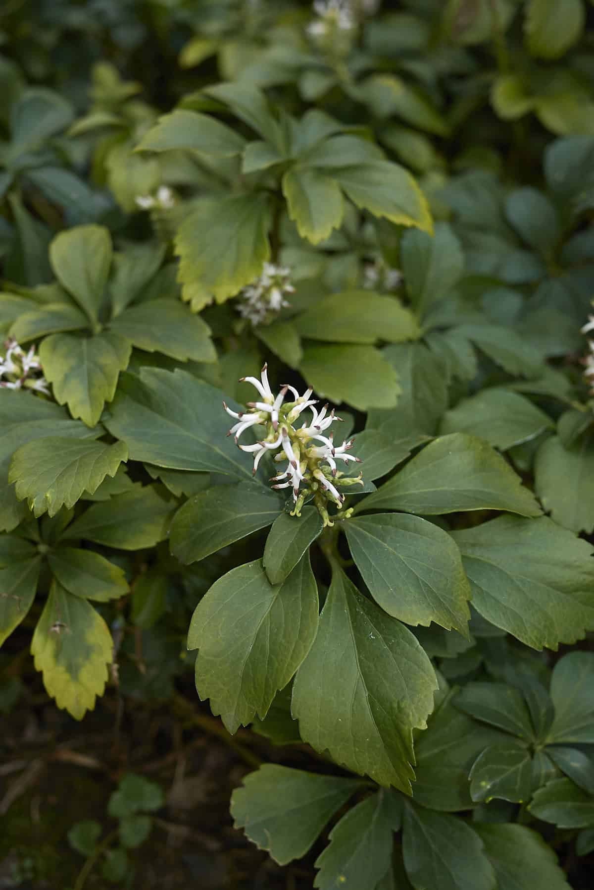 Pachysandra (Japanese Spurge)