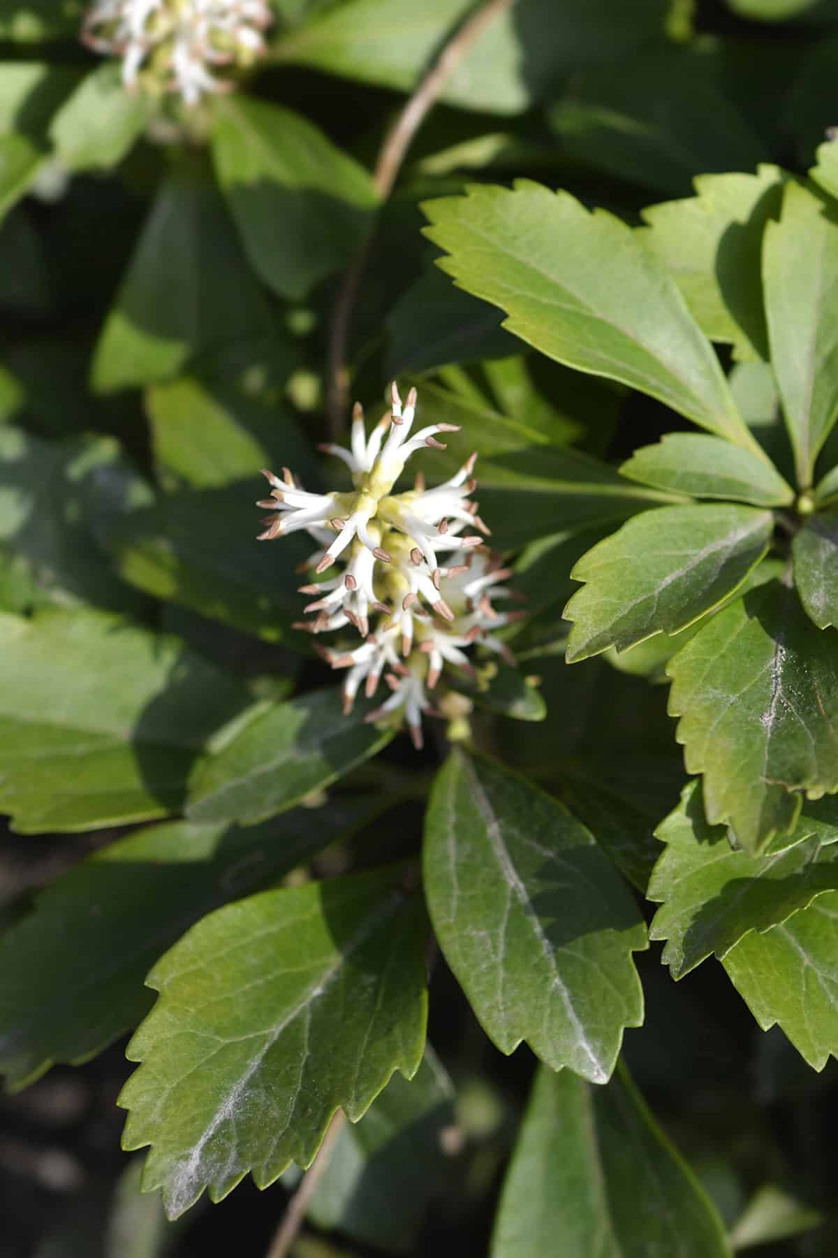 Pachysandra (Pachysandra terminalis)