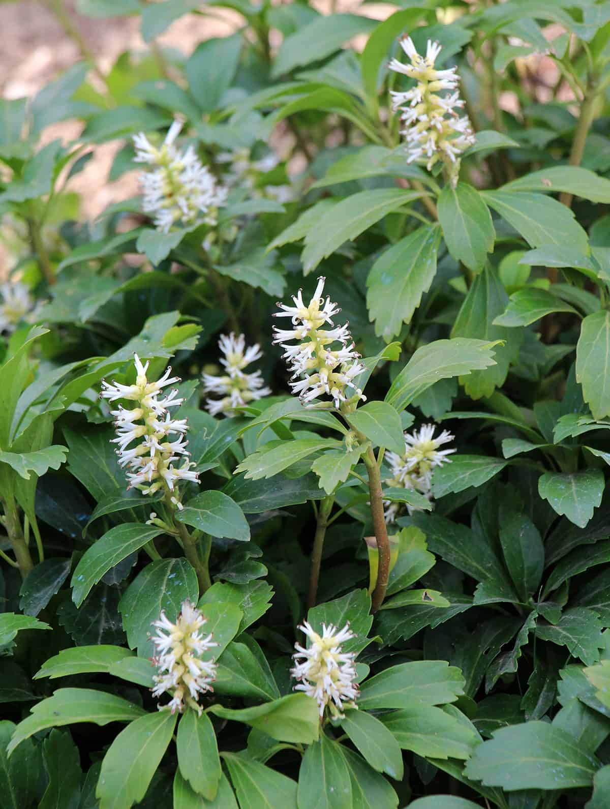 Pachysandra (Pachysandra terminalis)