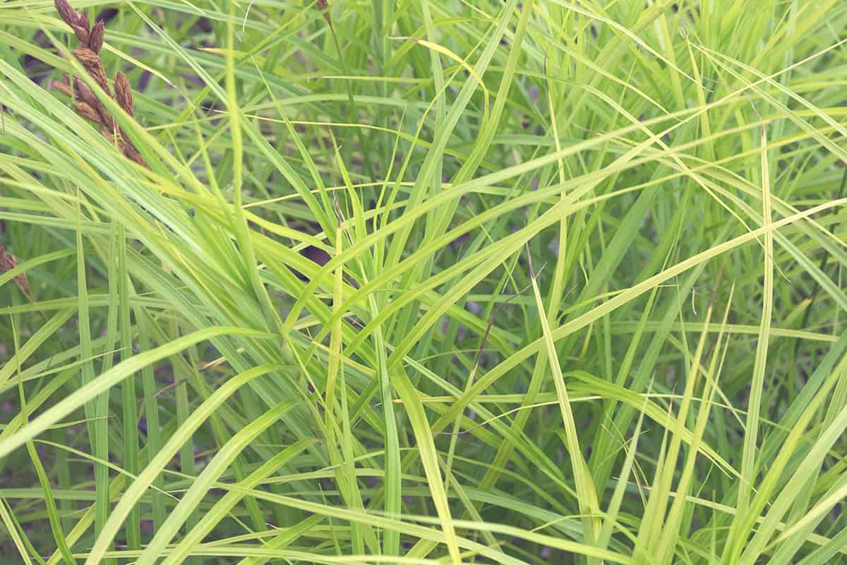 Palm Sedge (Carex muskingumensis)