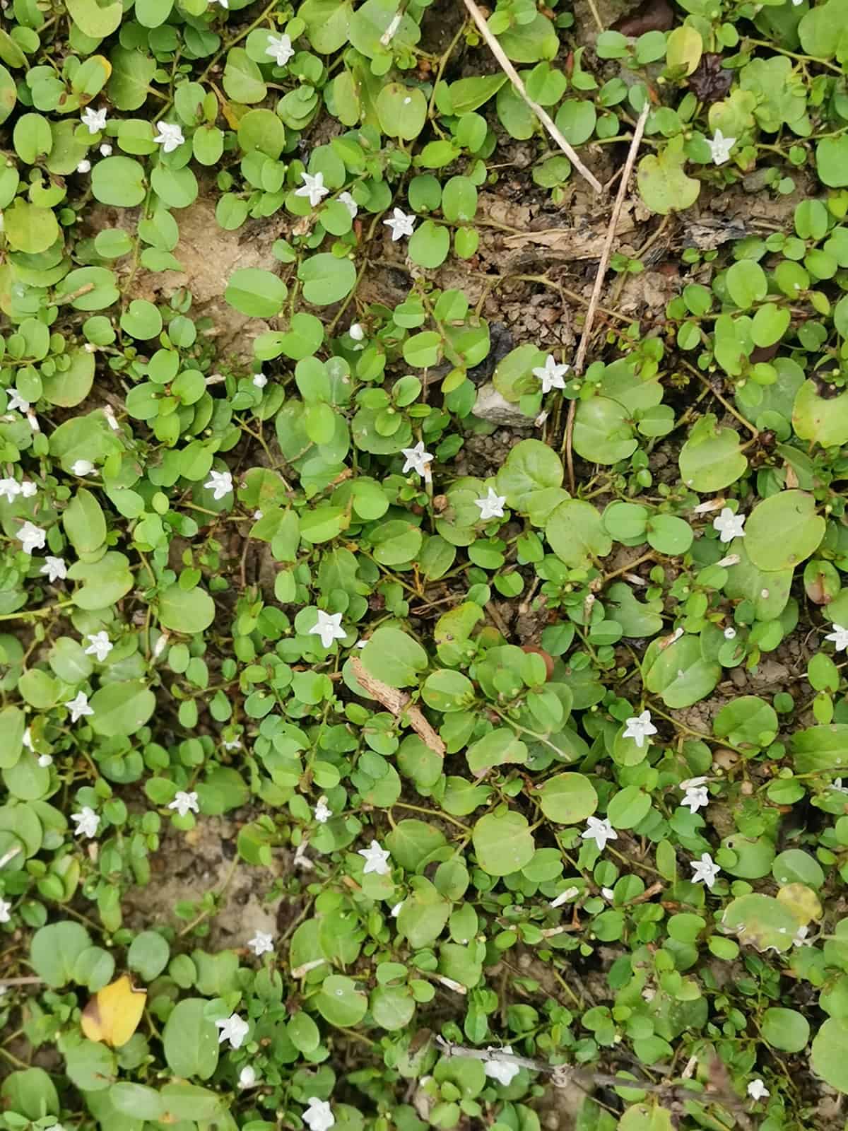 Partridgeberry (Mitchella repens)