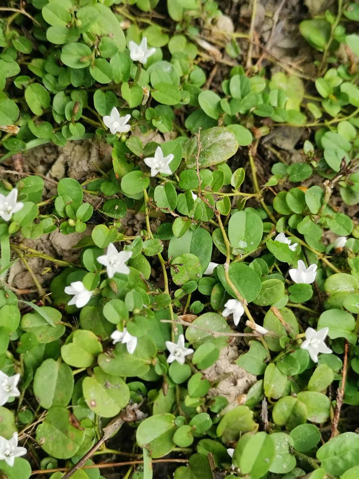 Partridgeberry (Mitchella repens)
