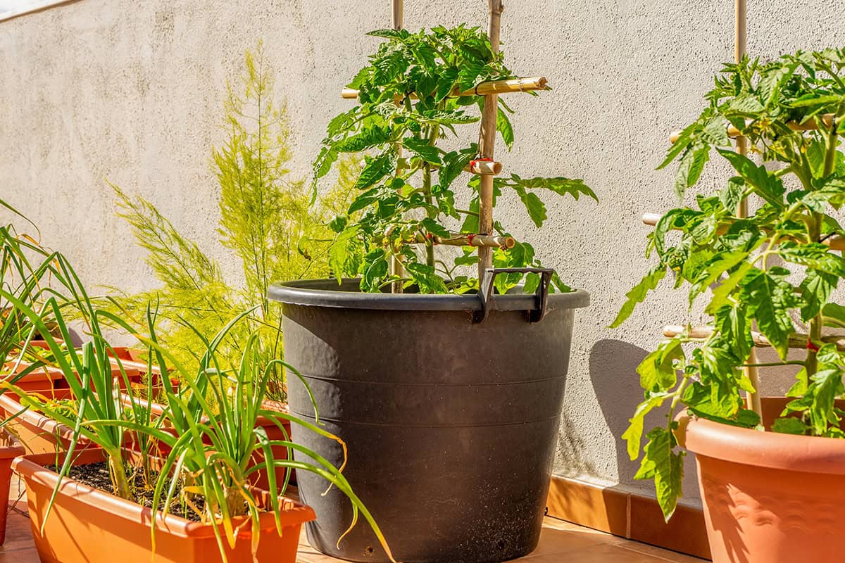 Patio Tomatoes (Dwarf Varieties)