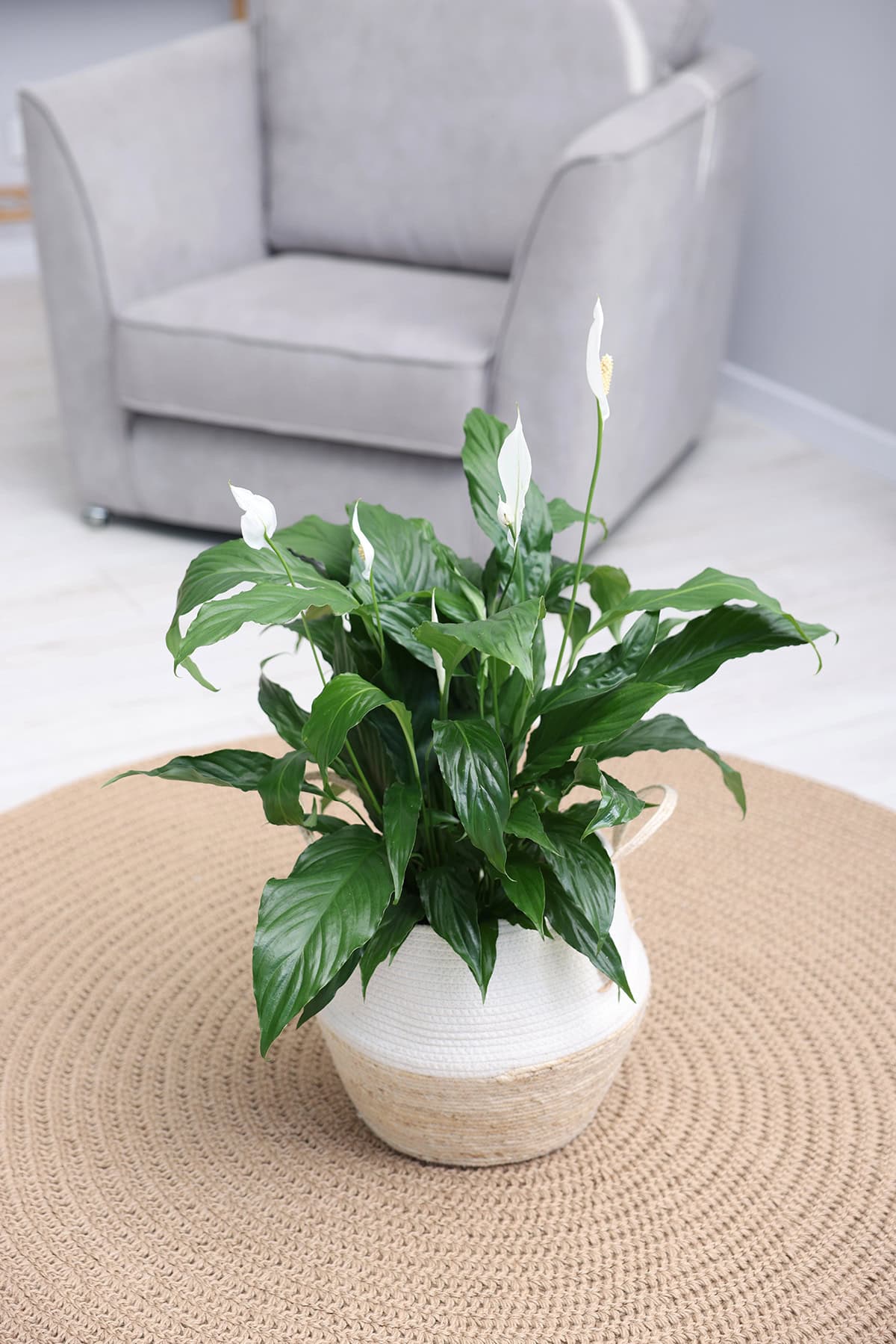 Peace Lily (Spathiphyllum)