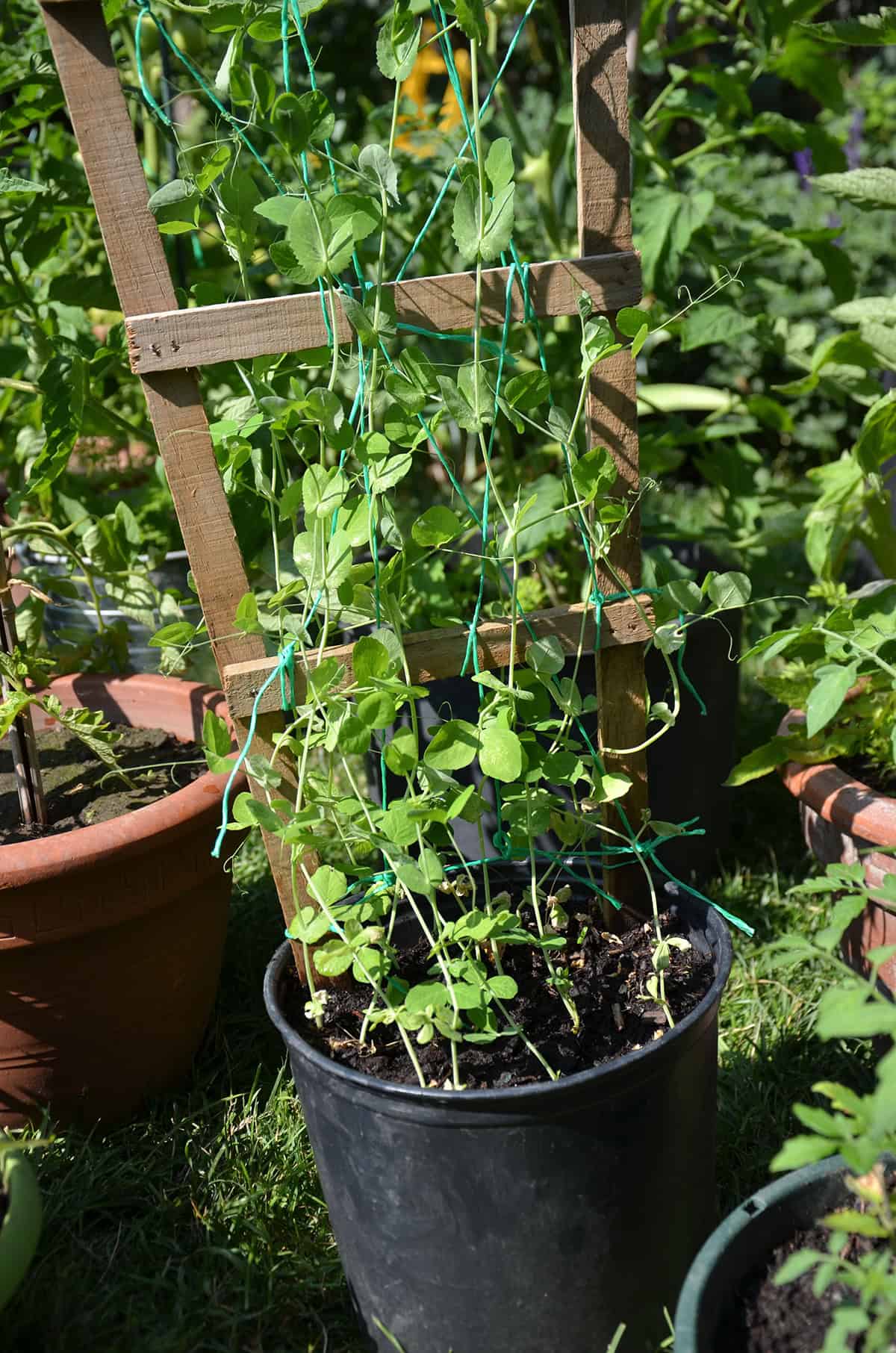 Peas (With a Small Trellis)