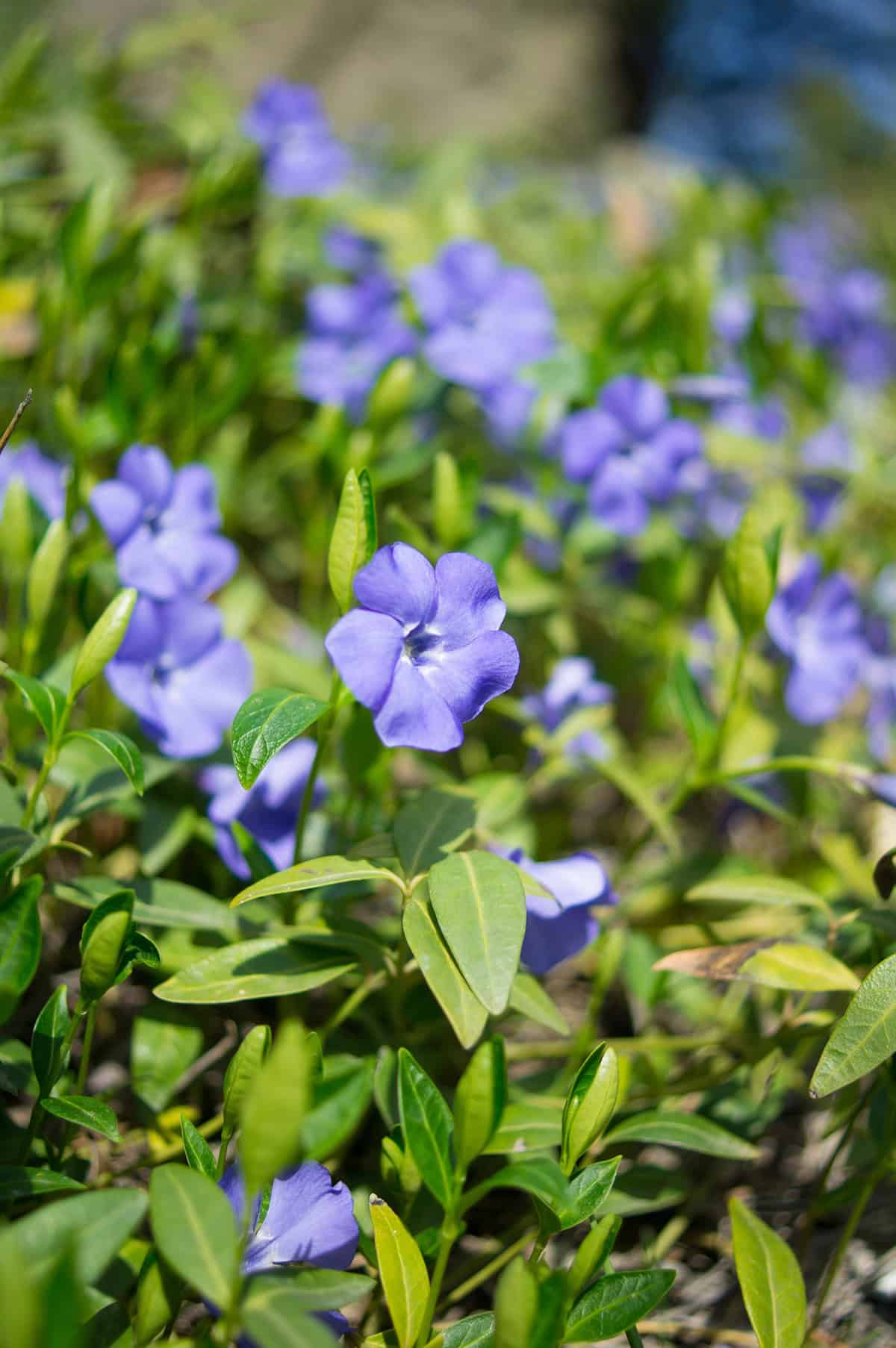 Periwinkle (Vinca minor)