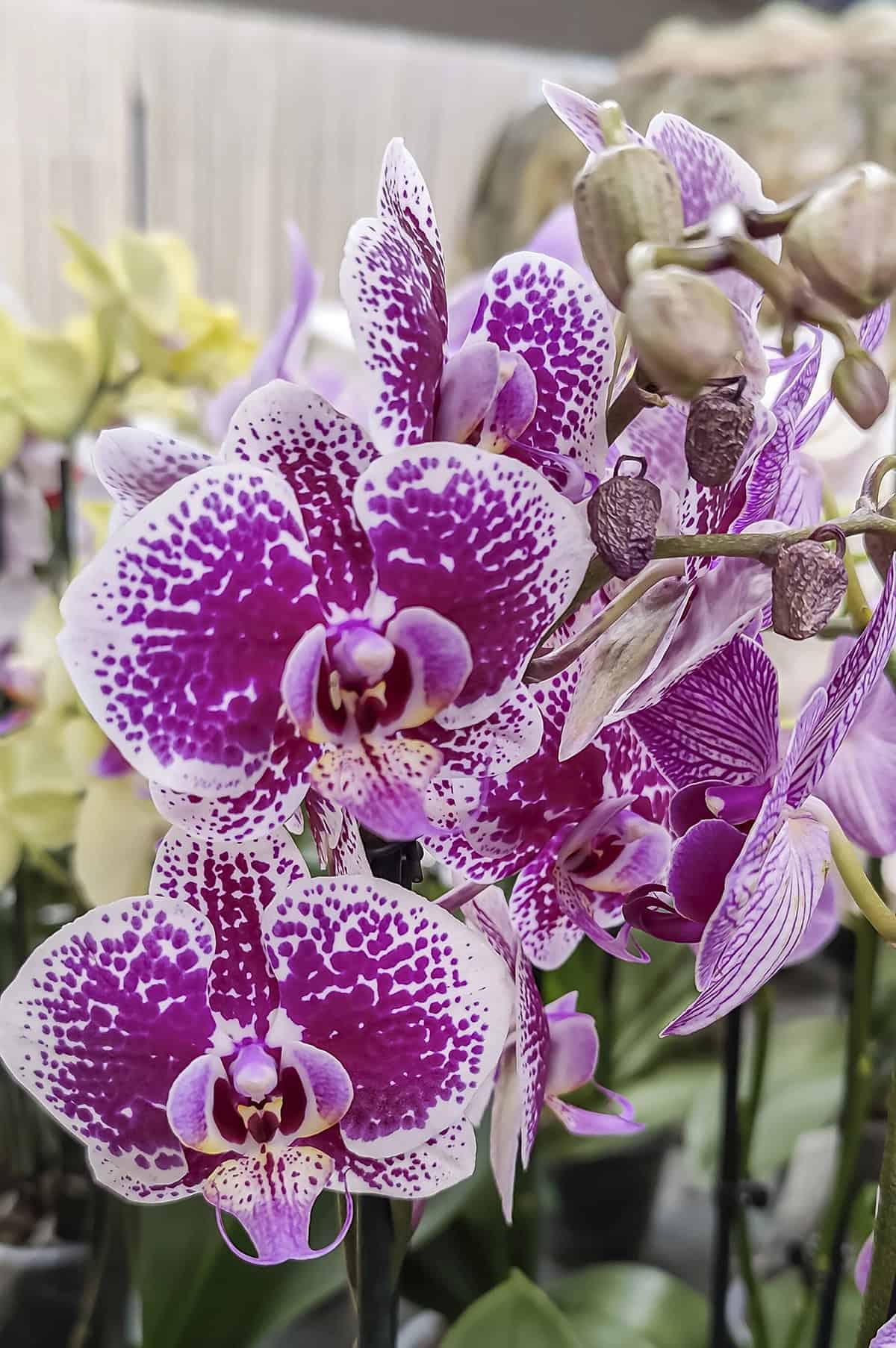 Phalaenopsis Orchid (Moth Orchid)