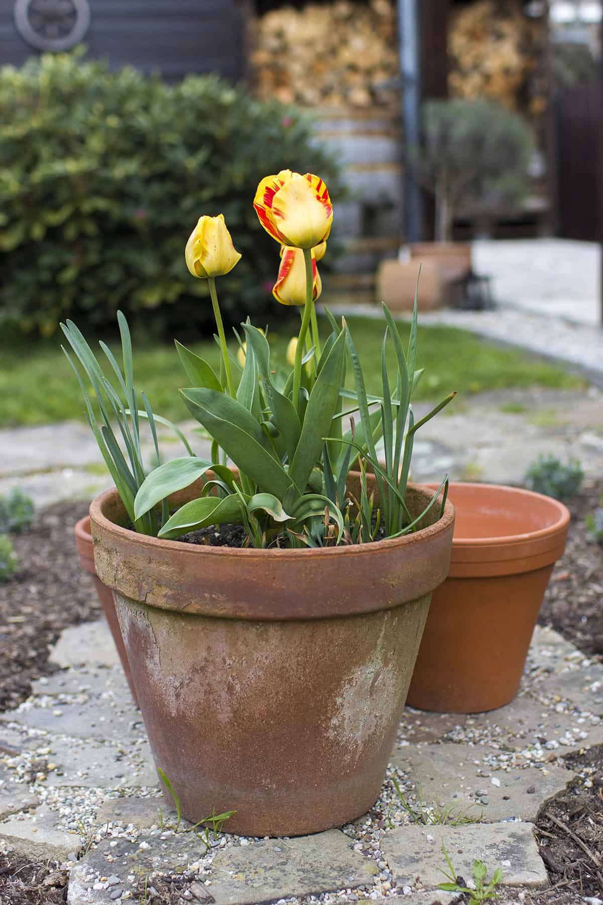 Pick Healthy, High Quality Tulip Bulbs