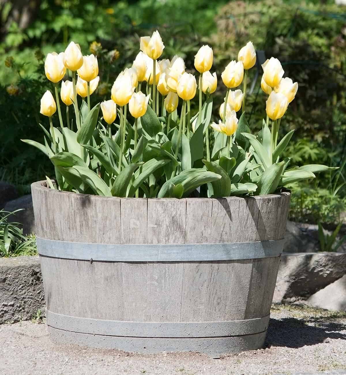 Place The Pot In A Sunny Location