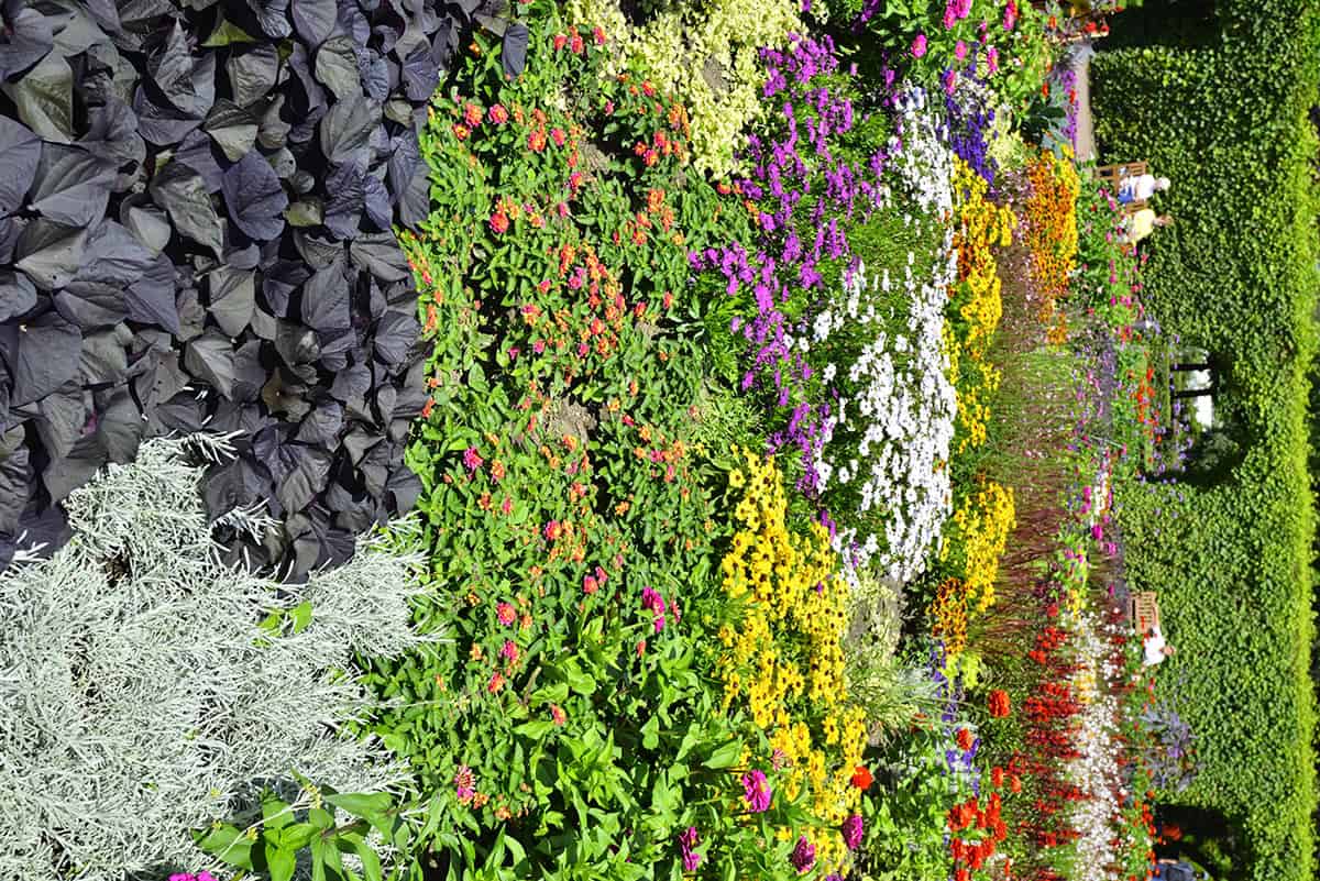 Plant Low Cost Annual Flowers