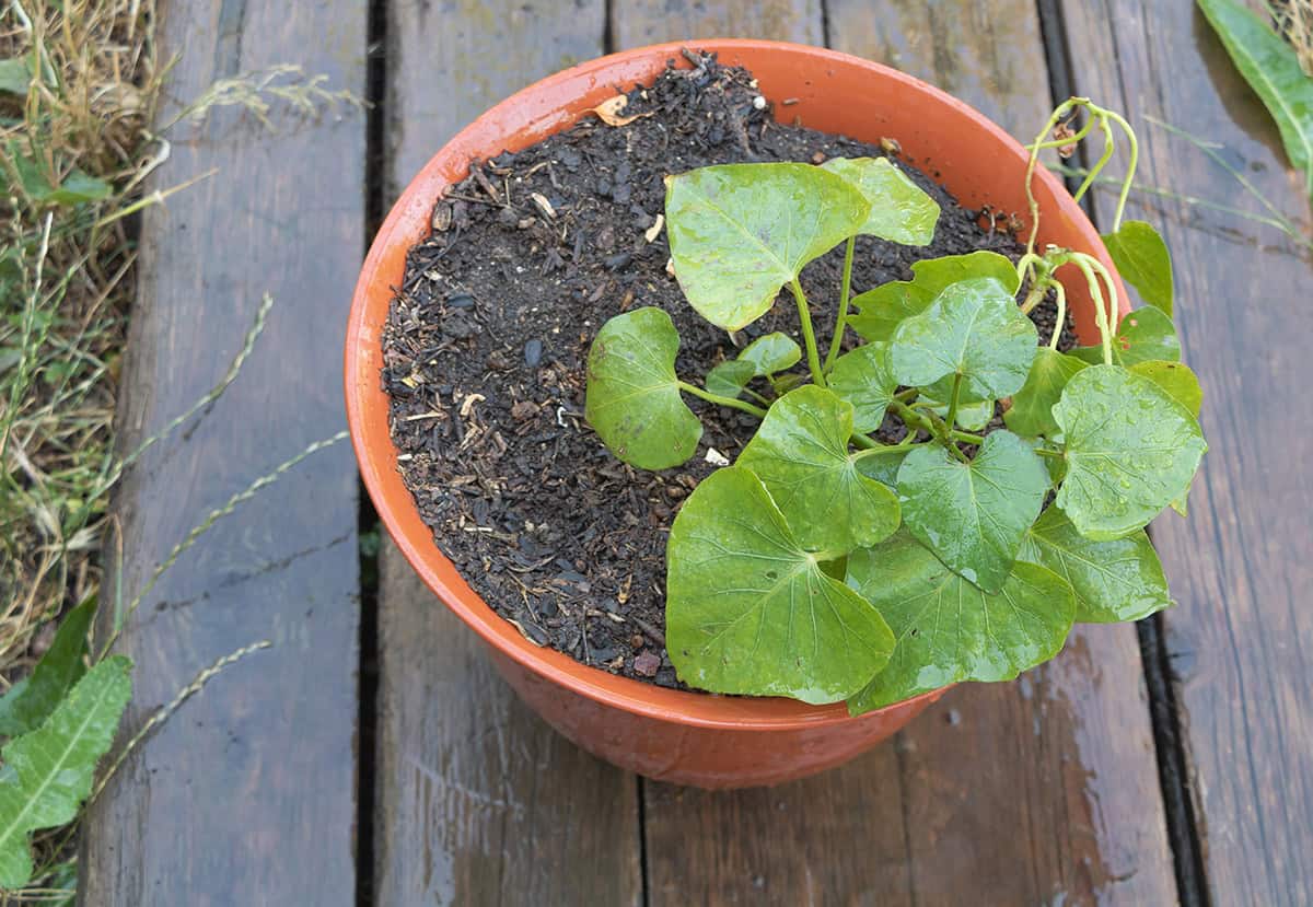 Plant Your Sweet Potato Slips