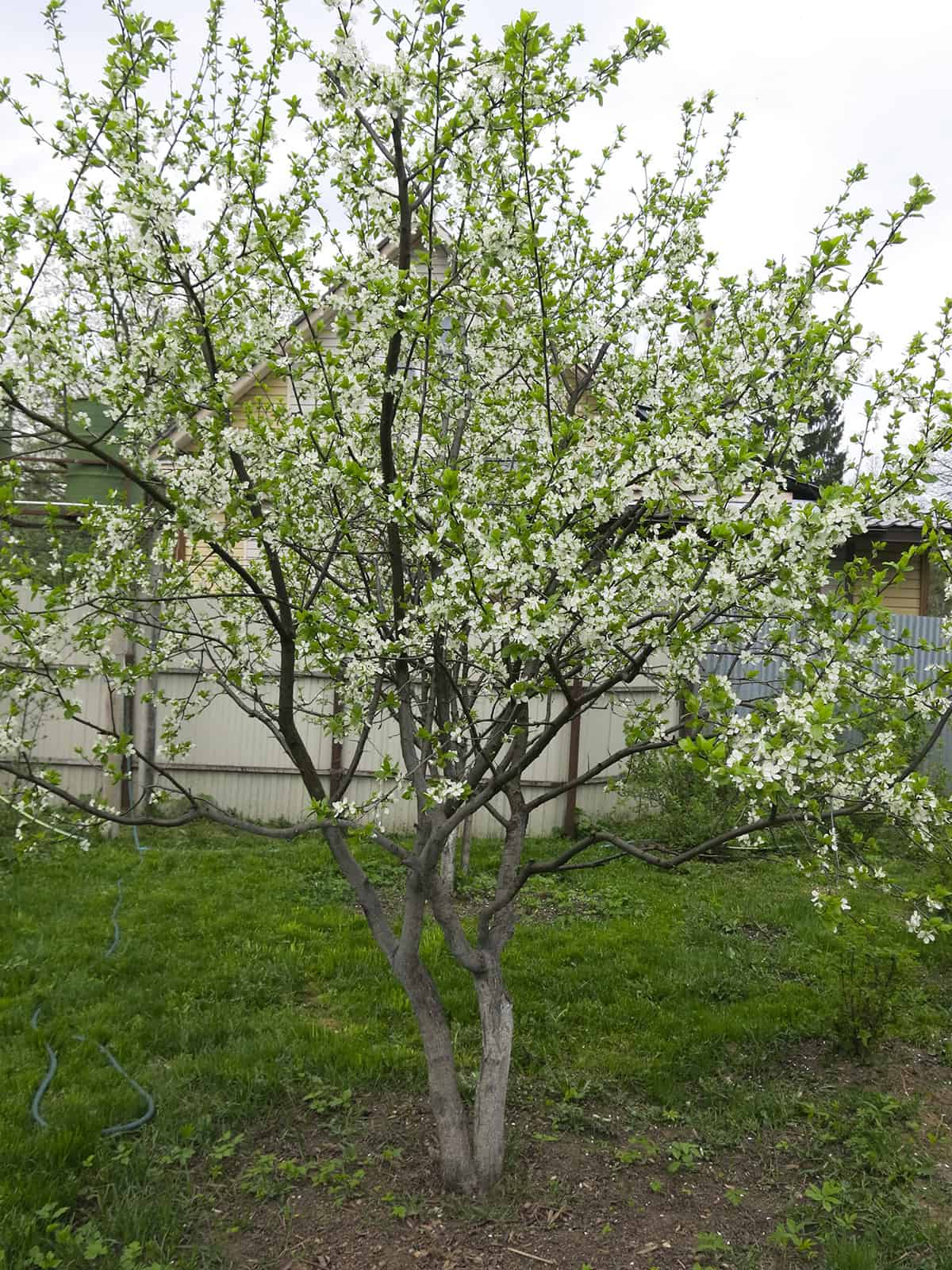 Planting – Cherry Trees