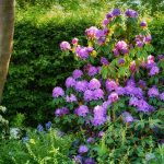 Plants That Grow Well Under Pine Trees