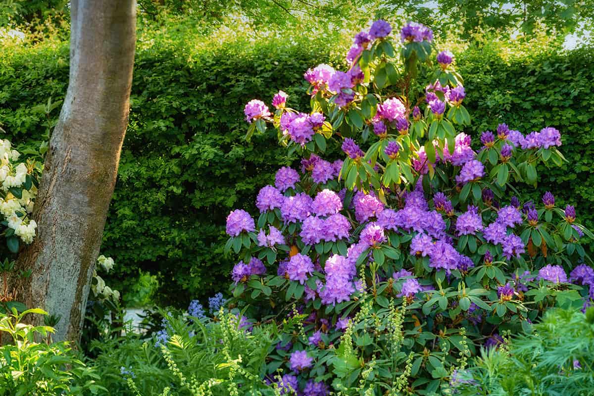Plants That Grow Well Under Pine Trees