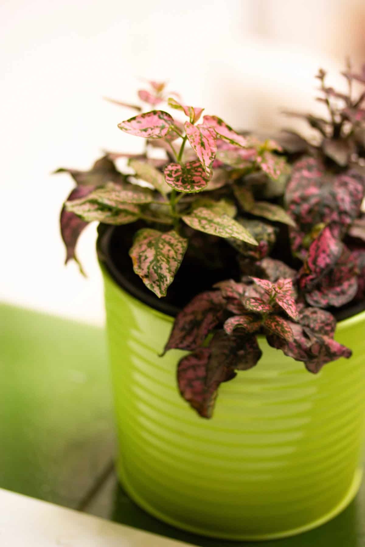 Polka Dot Plant (Hypoestes)