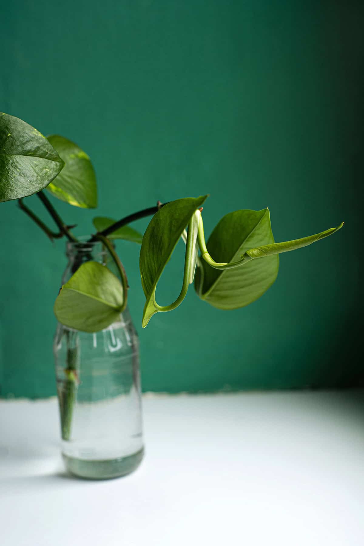 Pothos (Epipremnum aureum)