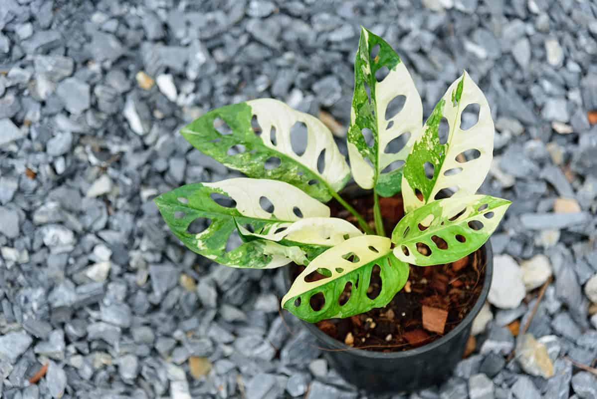 Potting & Repotting
