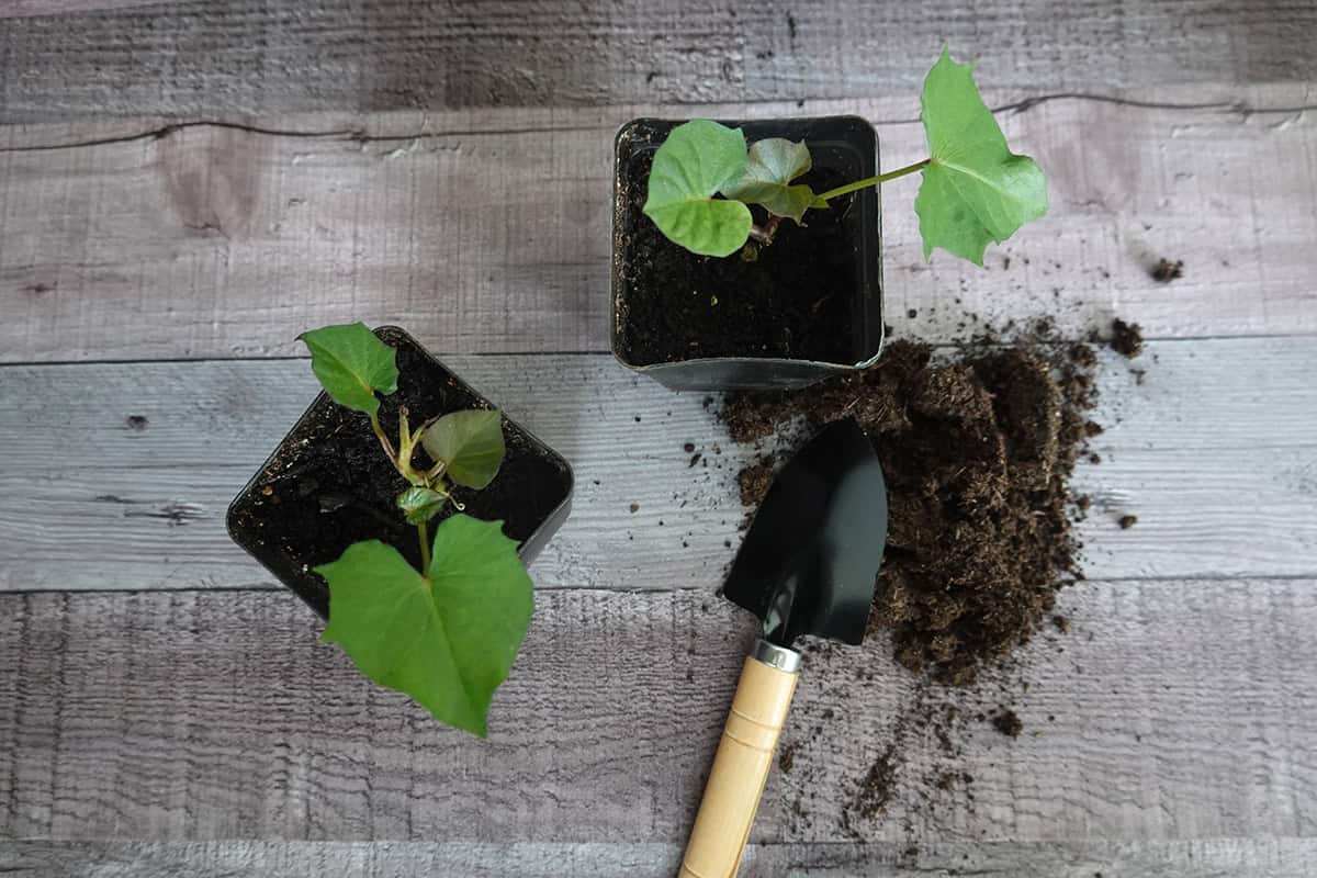 Prepare the Potting Mix