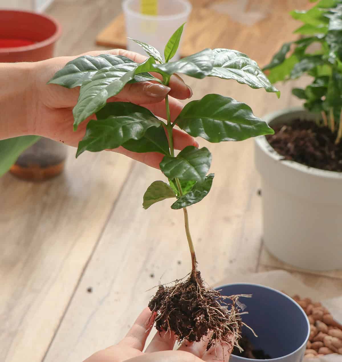 Propagating Coffee Plants