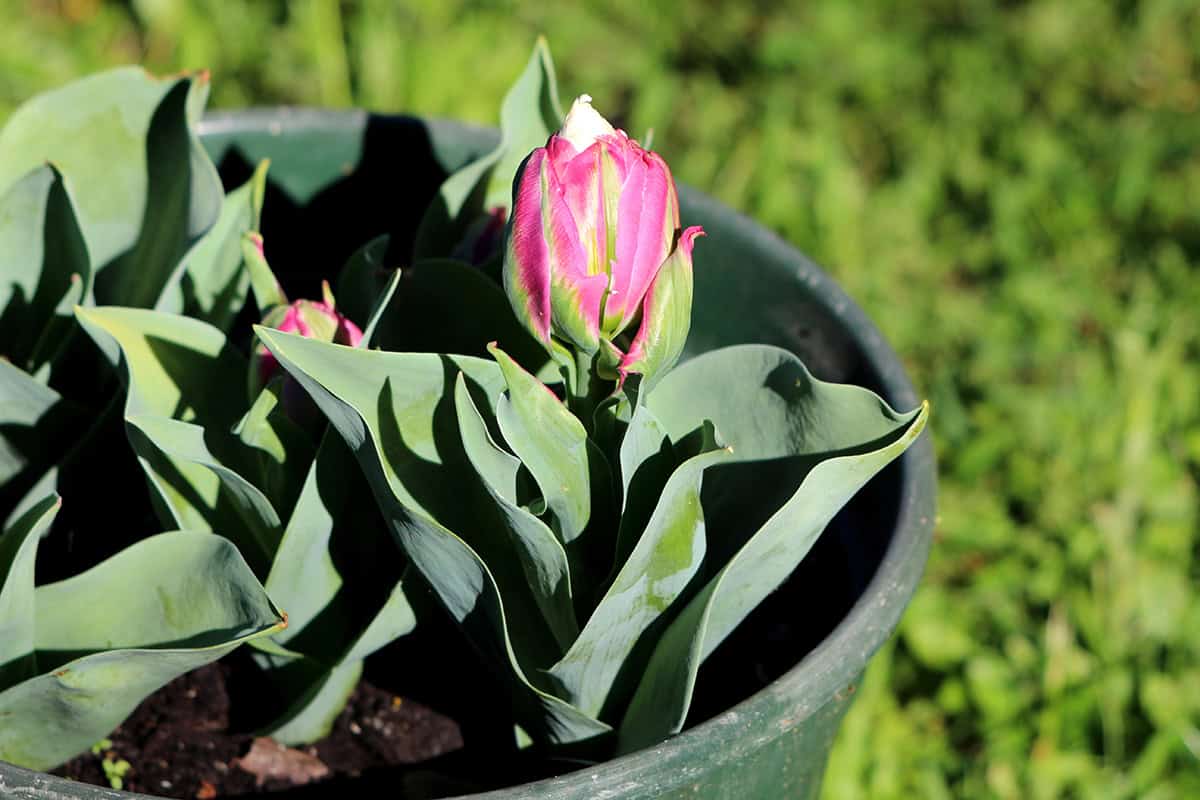 Protect Potted Tulips From Pests And Rot