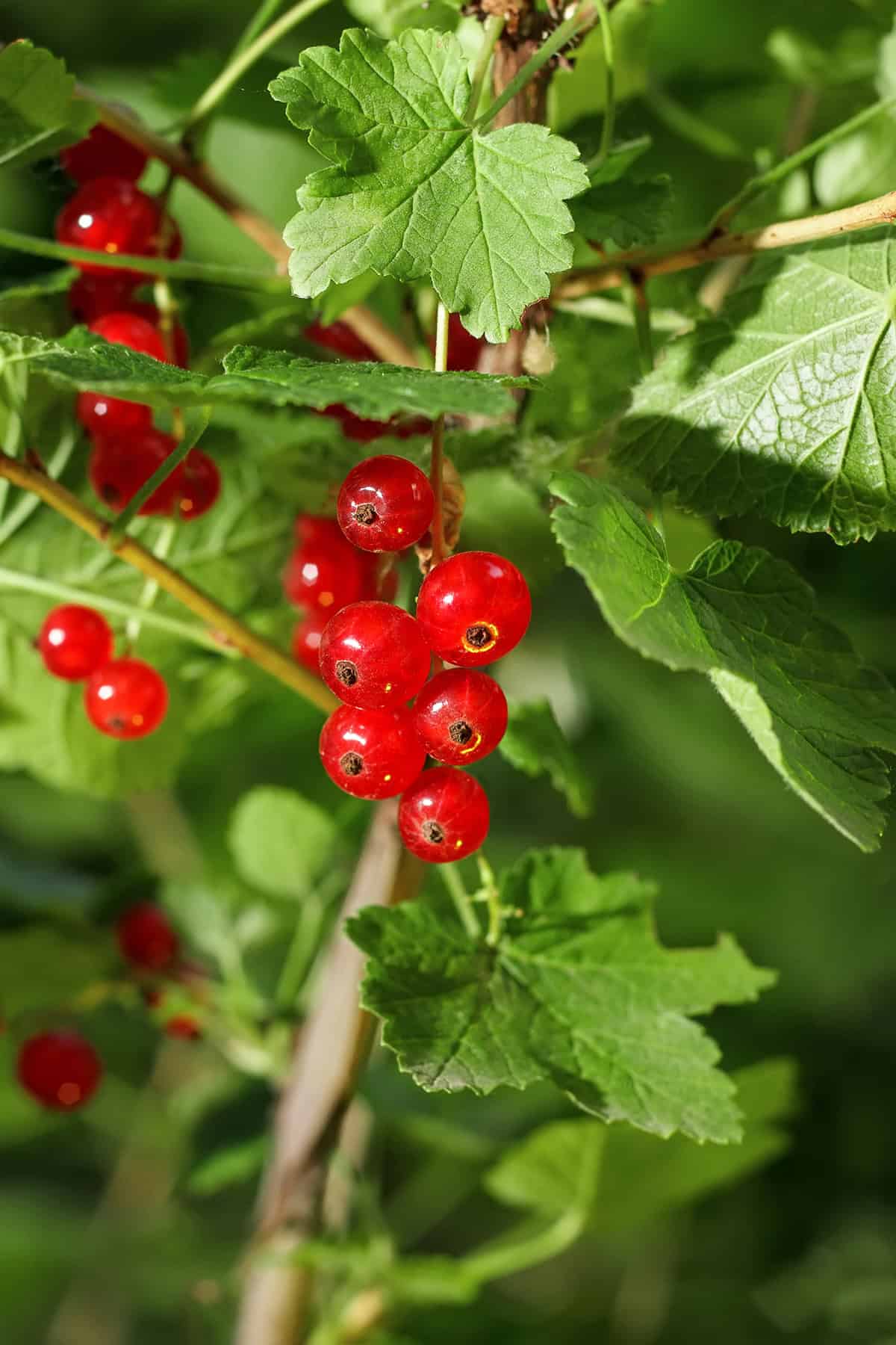 Red Currants (Ribes rubrum)