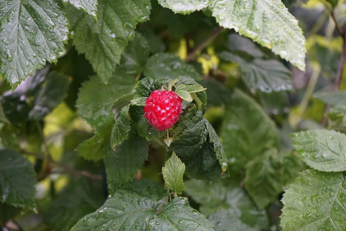 Red Raspberries (Rubus idaeus)