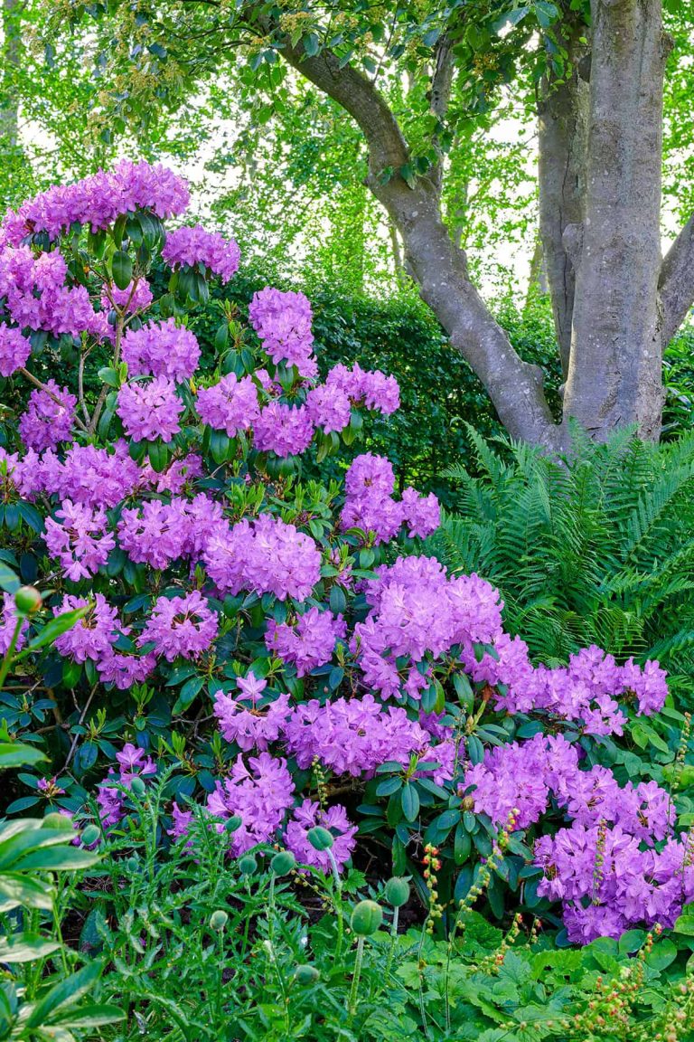 20 Best Plants That Grow Well Under Pine Trees - Plantglossary