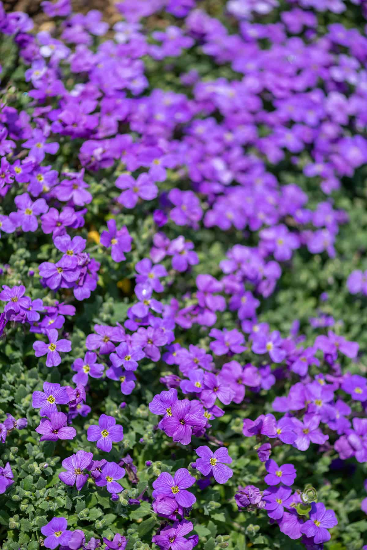 Rock Cress (Aubrieta deltoidea)