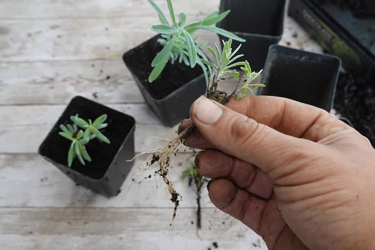 Rooting The Cuttings