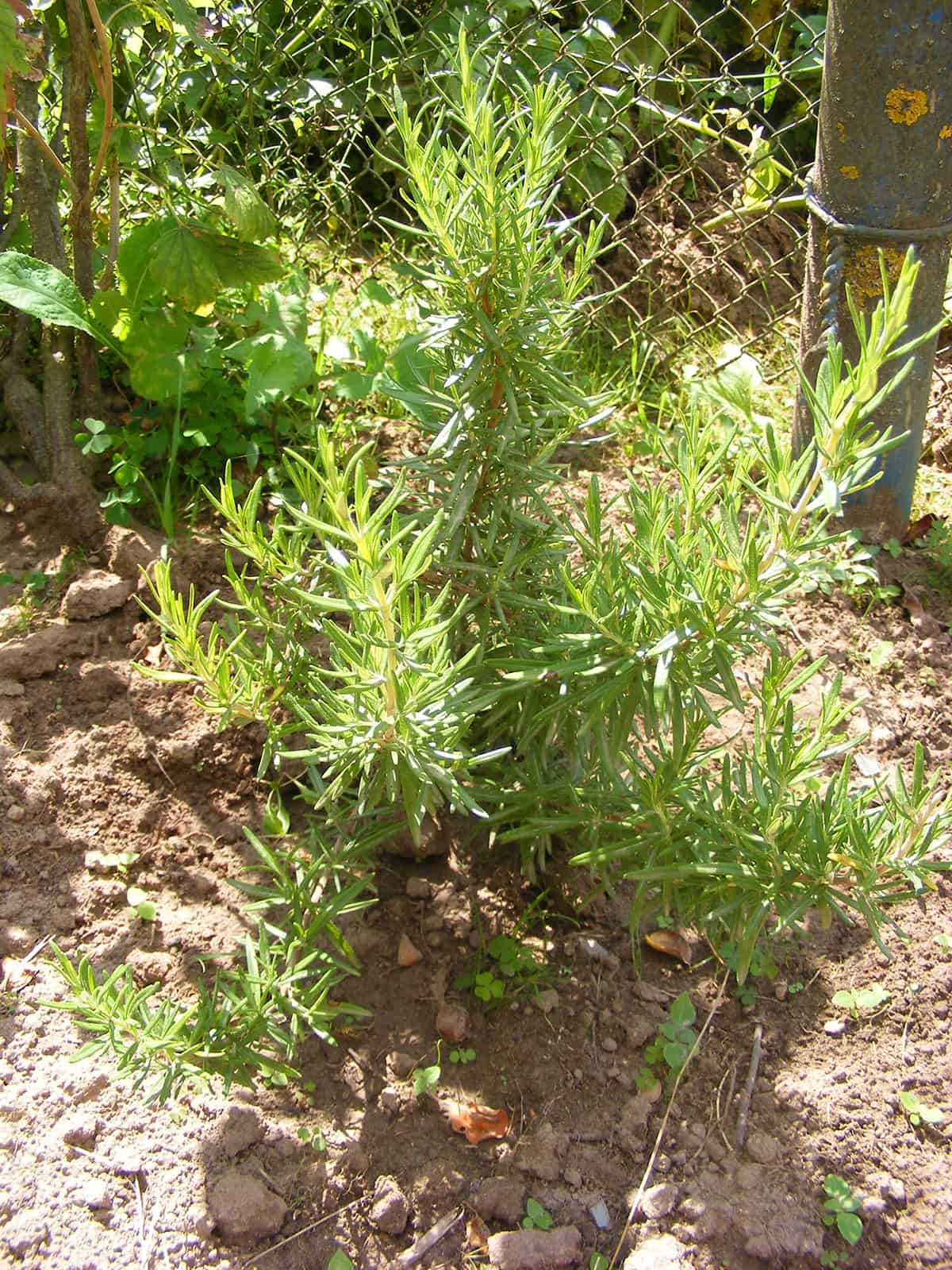Rosemary
