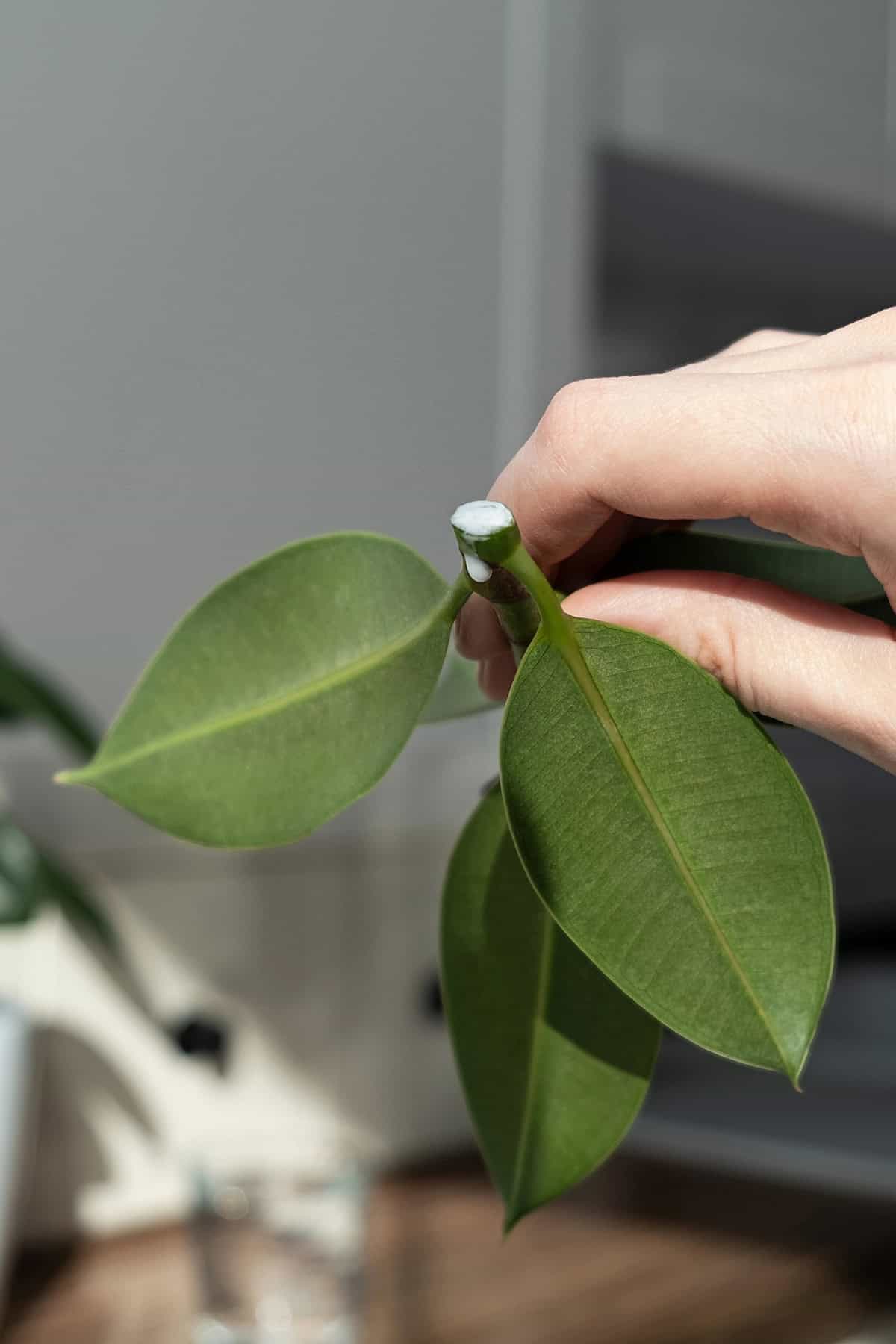 Rubber Plant (Ficus elastica) Cutting