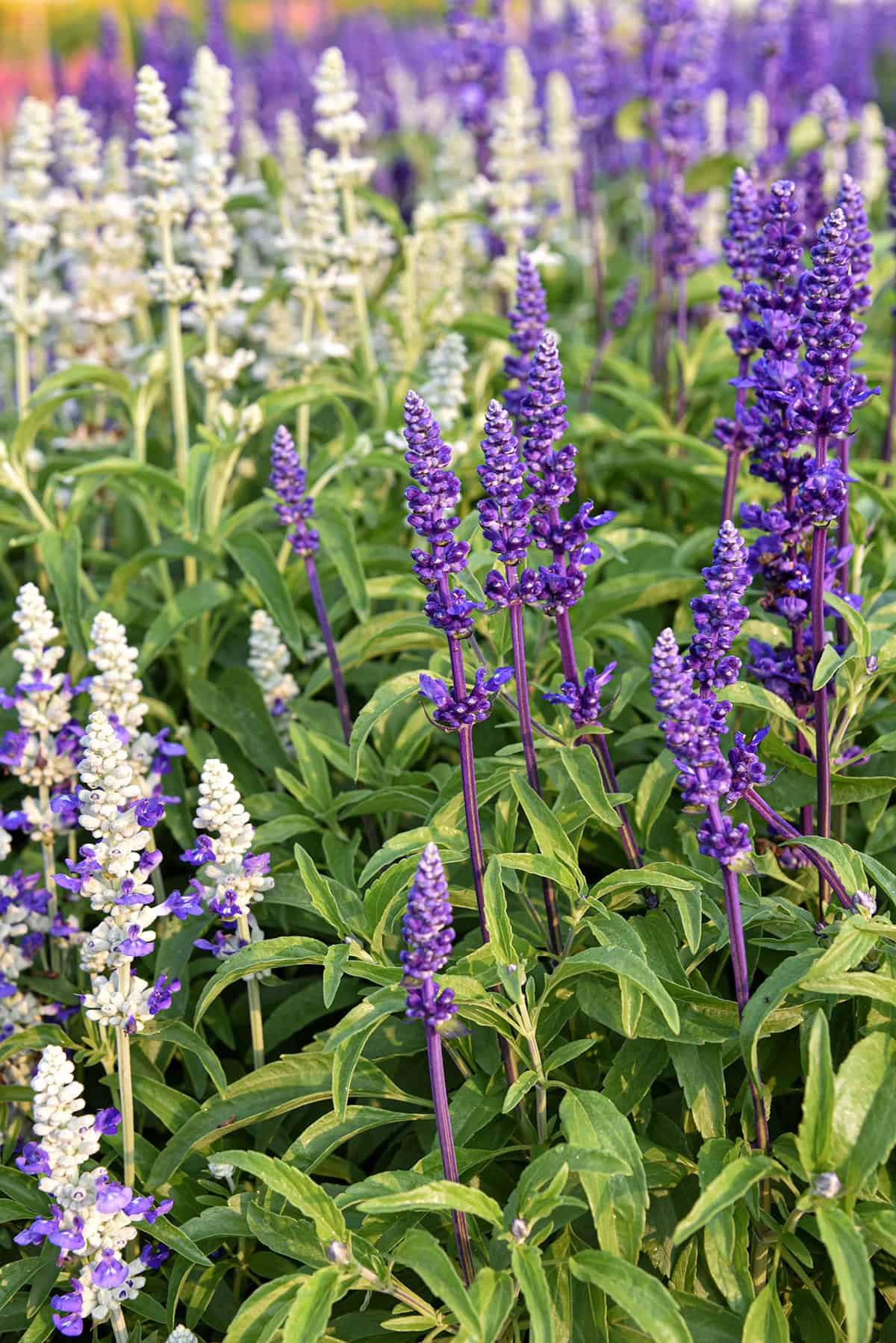 Sage (Salvia)