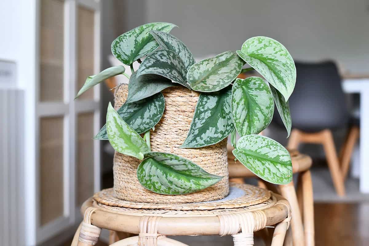 Scindapsus Pictus Exotica Light