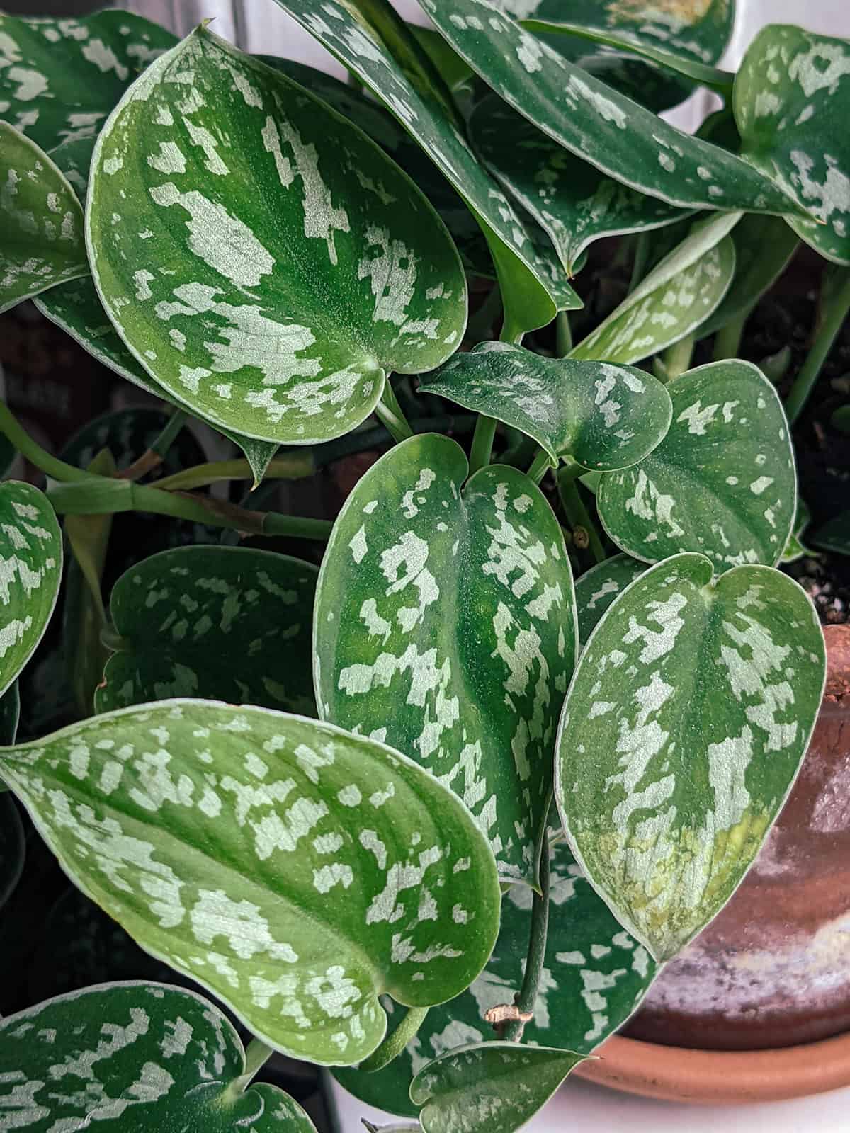 Scindapsus Pictus Exotica Propagation