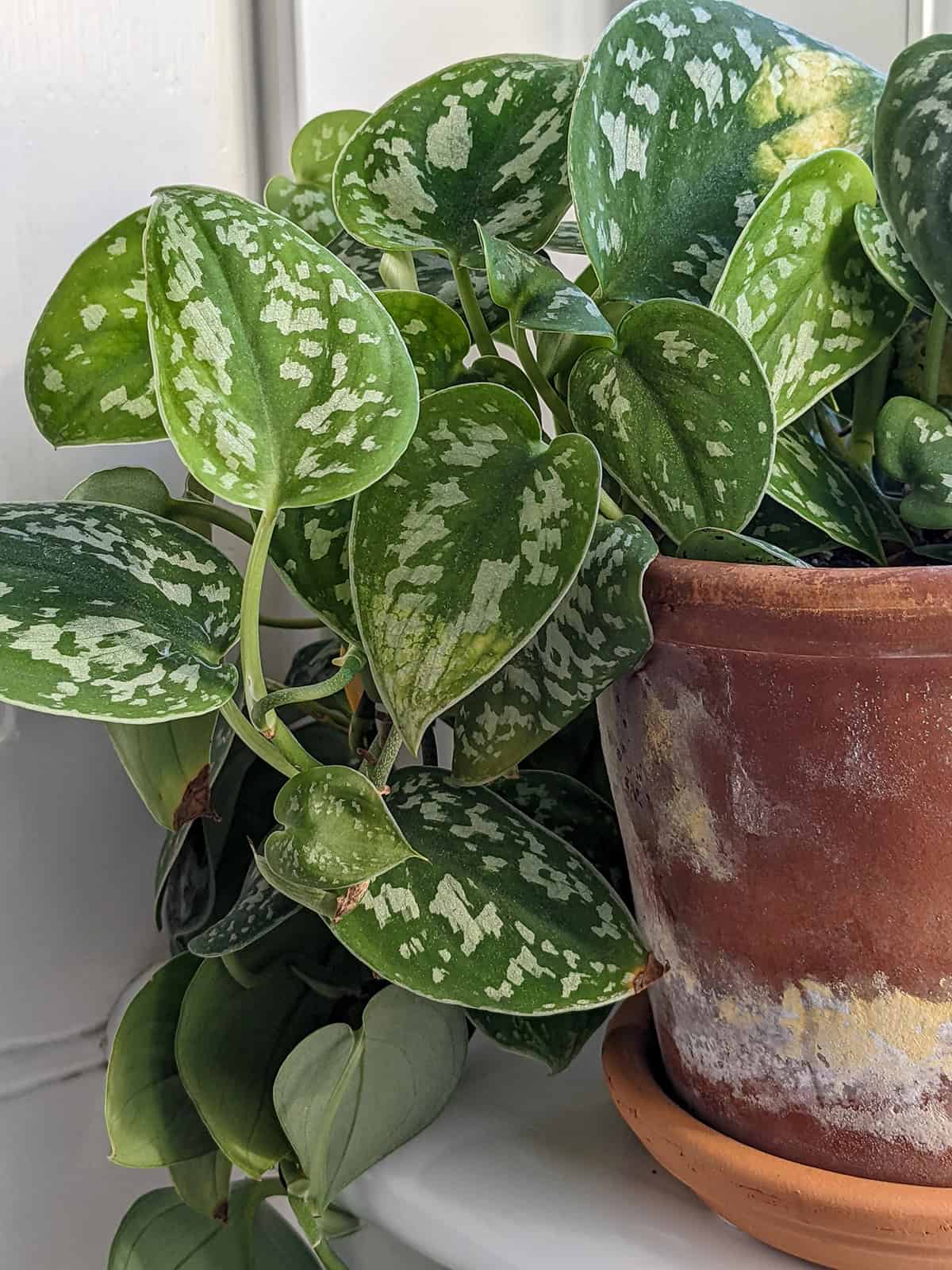 Scindapsus Pictus Exotica Quick Care Summary