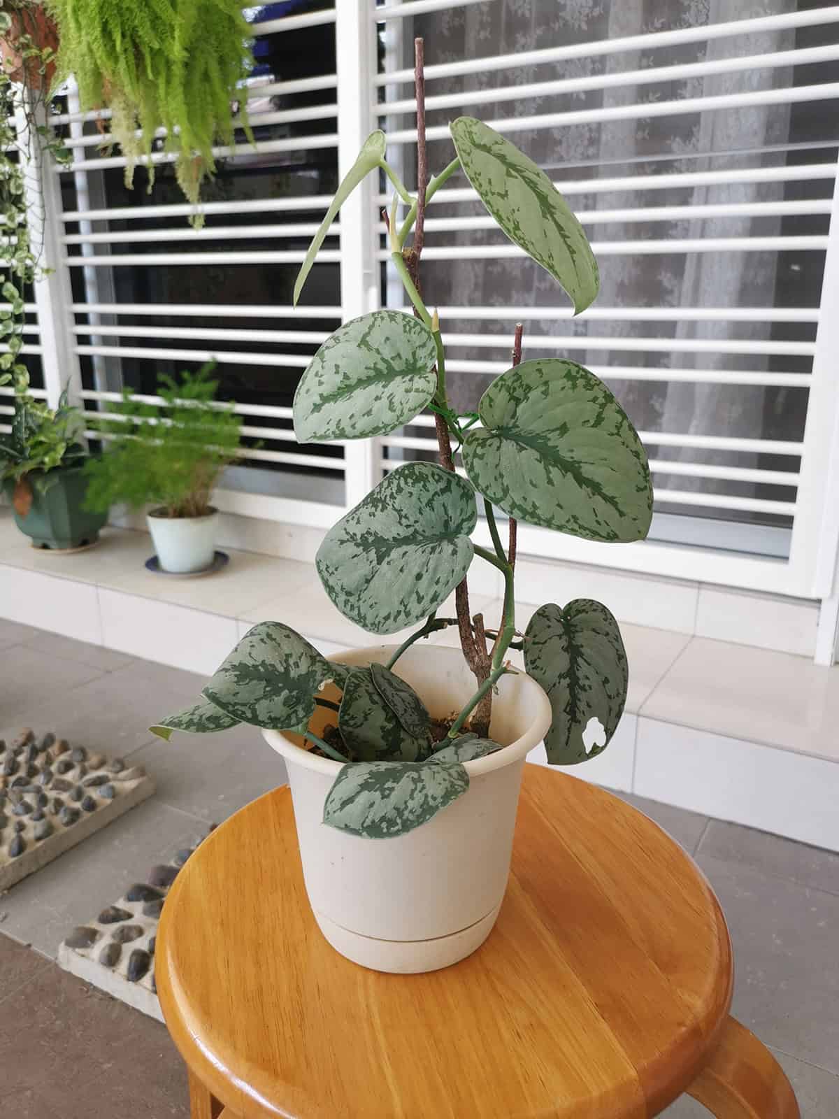 Scindapsus Pictus Plant Overview