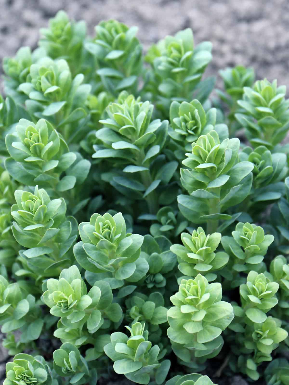 Sedum (Low Stonecrop Varieties)