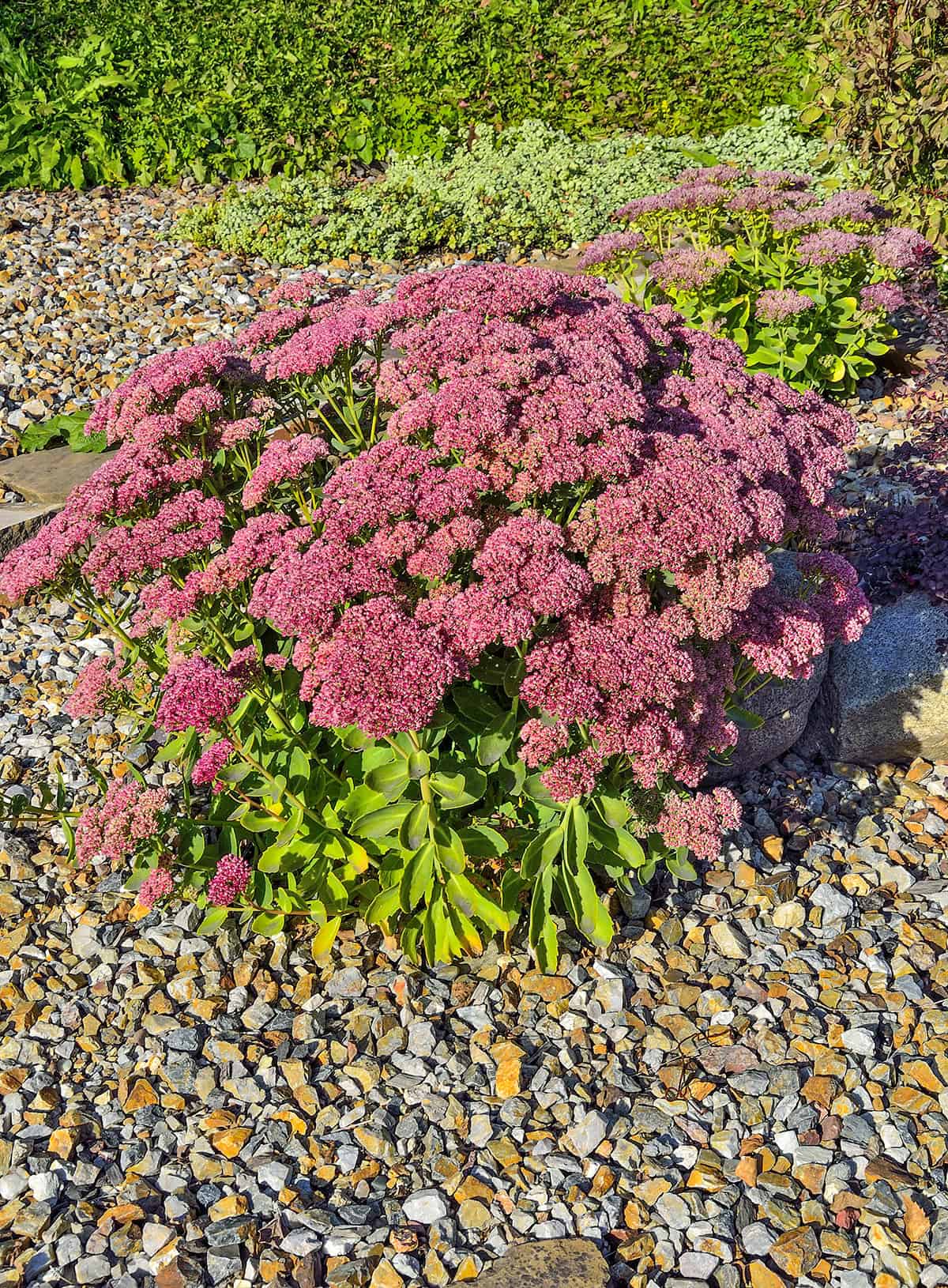 Sedum _ Stonecrop (Sedum spurium, Sedum acre)