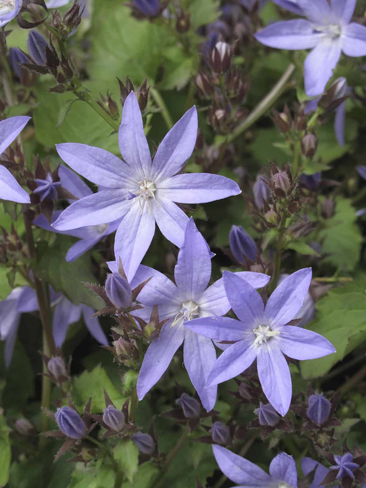 Serbian Bellflower (Campanula poscharskyana)