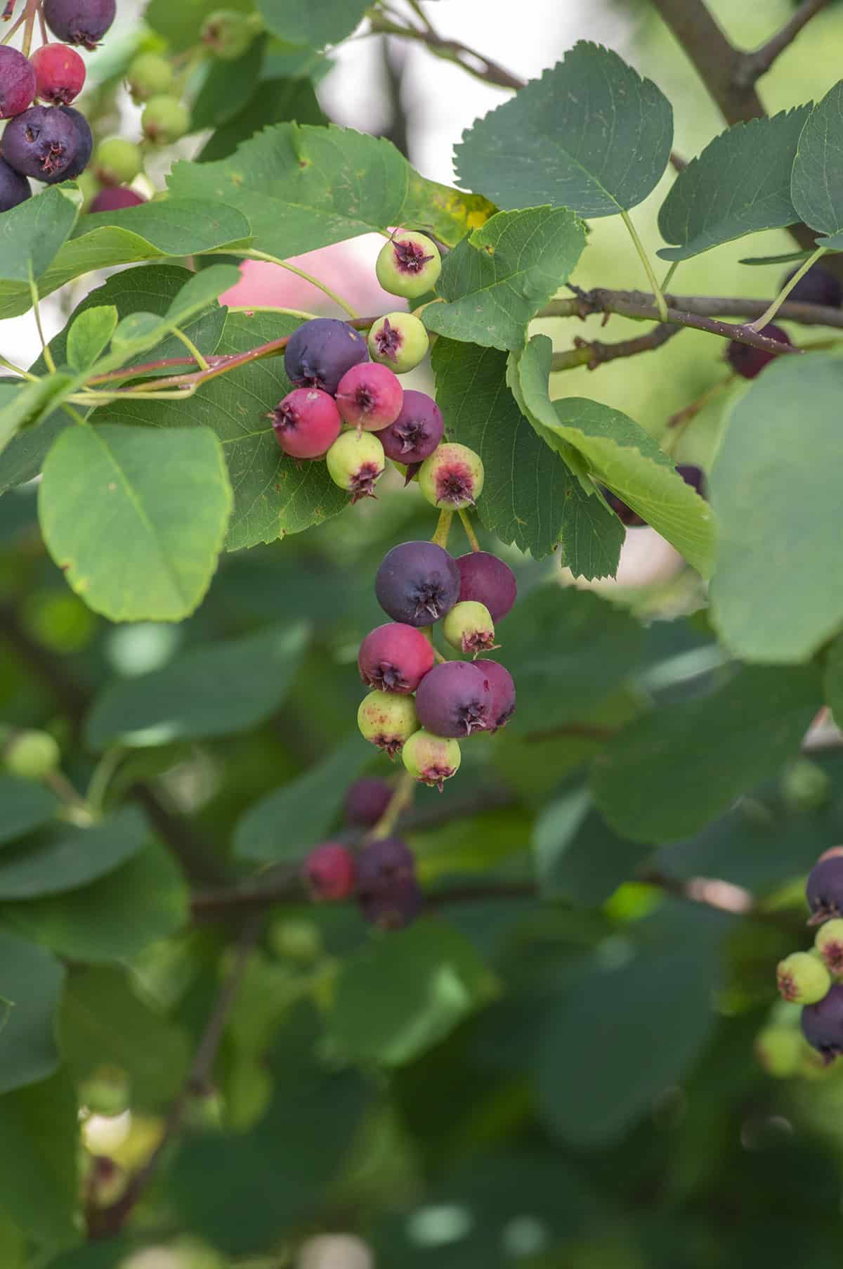 Serviceberries _ Juneberries (Amelanchier spp.)