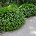 Shade Loving Ornamental Grasses