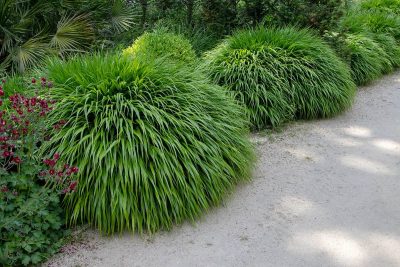 Shade Loving Ornamental Grasses