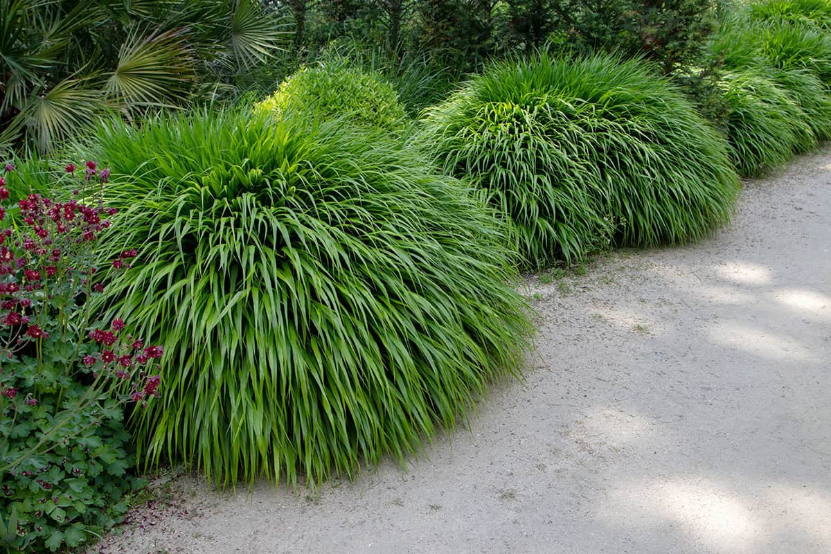 Shade Loving Ornamental Grasses